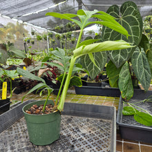 Load image into Gallery viewer, Rhaphidophora Decursiva, Exact Plant Ships Nationwide
