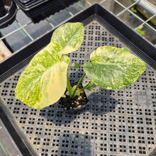 Load image into Gallery viewer, Monstera Deliciosa Green Snow variegated exact plant, Fedex 2day*
