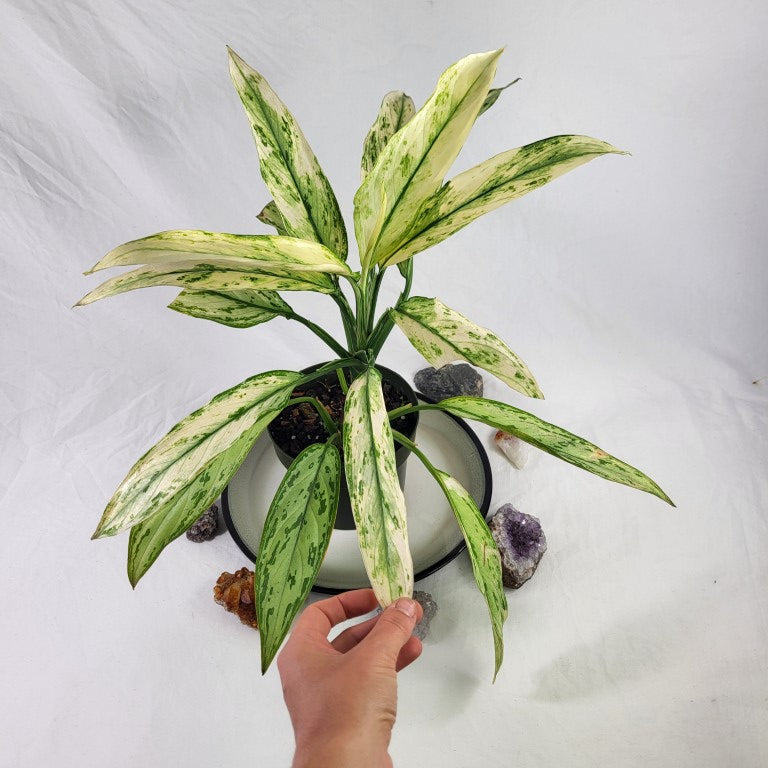 Aglaonema Ice Queen, Silver Queen, Exact Plant Variegated