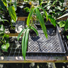 Load image into Gallery viewer, Philodendron Holtonianum, Exact Plant Ships Nationwide
