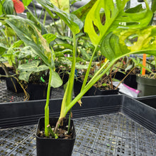 Load image into Gallery viewer, Monstera Adansonii Aurea, Exact Plant Variegated Ships Nationwide
