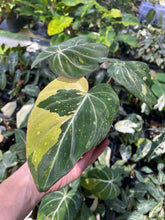 Load image into Gallery viewer, Philodendron Gloriosum variegated type 2, 4" pot, Fedex 2day*
