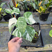 Load image into Gallery viewer, Monstera Borsigiana Albo Deliciosa, Exact Plant Variegated
