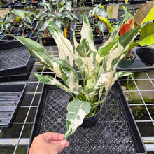 Load image into Gallery viewer, spathiphyllum galaxy Variegated exact plant, Fedex 2day
