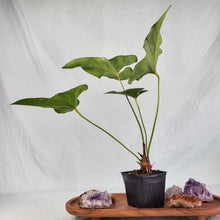 Load image into Gallery viewer, Anthurium Brownii, Exact Plant
