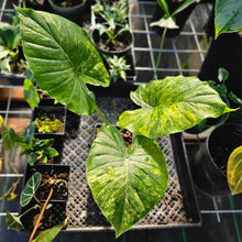 Load image into Gallery viewer, Alocasia Gageana Aurea, Exact Plant Variegated
