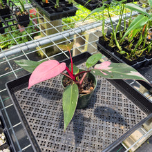 Load image into Gallery viewer, Philodendron Pink Princess Variegated exact plant, Fedex 2day*

