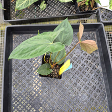Load image into Gallery viewer, Anthurium Papillilaminum Fort Sherman X ( FS X Ralph Lynam), Exact Plant Ships Nationwide
