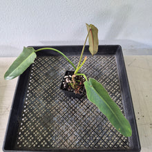 Load image into Gallery viewer, Philodendron Spiritus Sancti exact plant, Fedex 2day*
