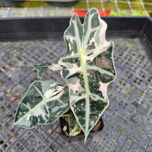 Load image into Gallery viewer, Alocasia polly snowflake variegated, Exact Plant Ships Nationwide.
