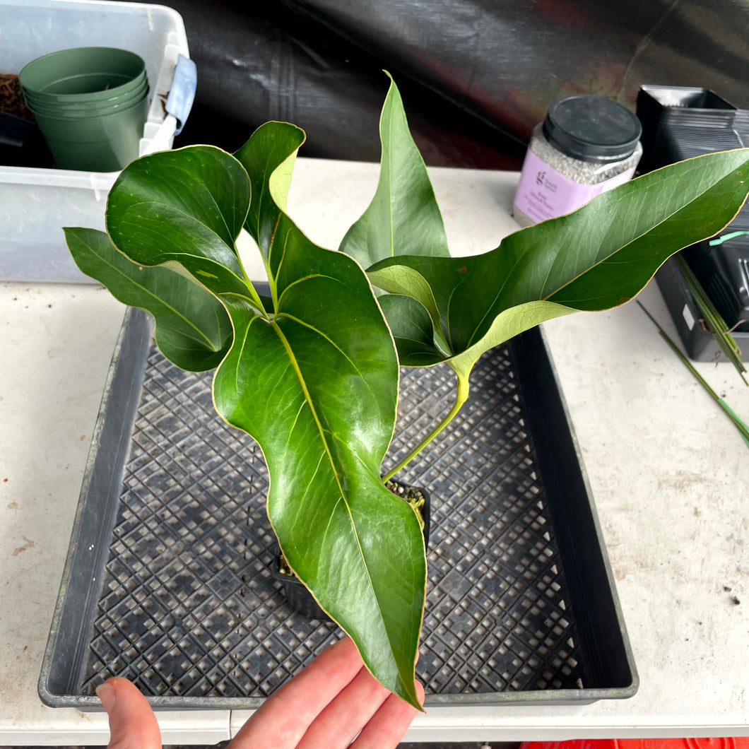 Anthurium Brownii, Exact Plant Ships Nationwide