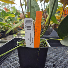 Load image into Gallery viewer, Anthurium Scherzerianum &quot;Pig Tail&quot;, Exact Plant Ships Nationwide
