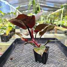 Load image into Gallery viewer, Philodendron Red Heart, Exact Plant Ships Nationwide

