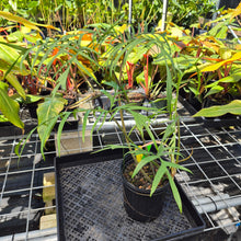 Load image into Gallery viewer, Philodendron Polypodoides, Exact Plant Ships Nationwide
