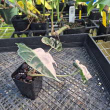 Load image into Gallery viewer, Alocasia polly pink variegated, Exact Plant Ships Nationwide.
