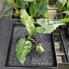 Load image into Gallery viewer, Alocasia Odora, Okinawa Silver, Exact Plant Variegated Ships Nationwide
