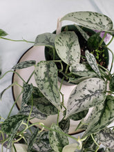 Load image into Gallery viewer, Silver Lady, exact plant, multi pot, Scindapsus, ships nationwide
