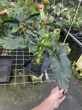Load image into Gallery viewer, Philodendron Thaumatophyllum Goeldii X Selloum "African Fantasy exact plant, Fedex 2day*
