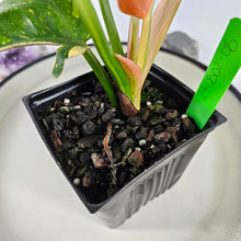 Load image into Gallery viewer, Philodendron Green Congo Nuclear, Exact Plant Variegated
