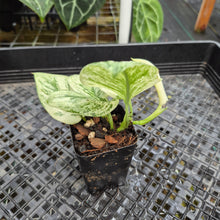 Load image into Gallery viewer, Scindapsus Moonlight Marble, Exact Plant Variegated Ships Nationwide

