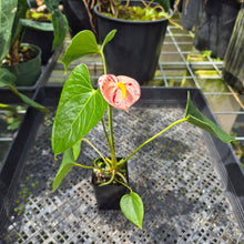 Load image into Gallery viewer, Anthurium Shibori Variegated exact plant, Fedex 2day*
