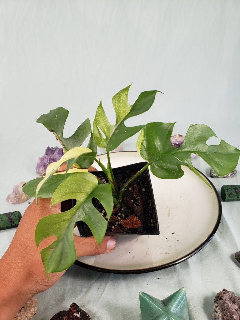 Tetrasperma, exact plant, variegated Rhaphidophora, ships nationwide