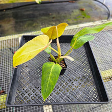 Load image into Gallery viewer, Philodendron Goldiana, Exact Plant Ships Nationwide
