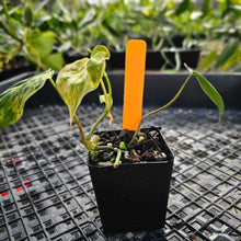 Load image into Gallery viewer, Philodendron Hederaceum Micans Aurea, Exact Plant Variegated Ships Nationwide
