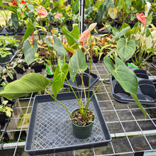 Load image into Gallery viewer, Anthurium Andraeanum Starlight Splash, Exact Plant, Speckled Ships Nationwide
