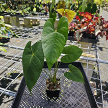 Load image into Gallery viewer, Anthurium Veronica, green, speckled, Exact Plant

