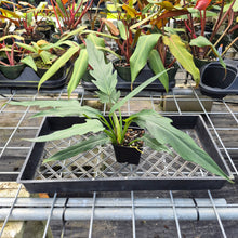 Load image into Gallery viewer, Philodendron Orchid Jungle, Exact Plant Ships Nationwide
