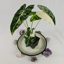 Load image into Gallery viewer, Alocasia Frydek, Exact Plant Variegated Ships Nationwide

