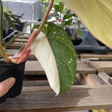 Load image into Gallery viewer, Philodendron Gloriosum variegated type 2, exact plant, Fedex 2day*
