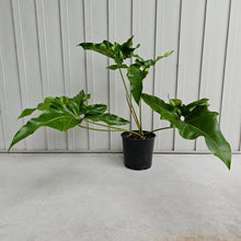 Load image into Gallery viewer, Philodendron Thaumatophyllum Goeldii X Selloum &quot;African Fantasy, Exact Plant
