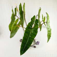Load image into Gallery viewer, Philodendron Billietiae, Exact Plant X-Large Ships Nationwide
