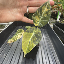 Load image into Gallery viewer, Alocasia Black Velvet Aurea Variegated exact plant, Fedex 2day*
