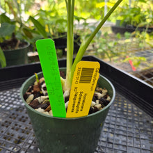Load image into Gallery viewer, Homalomena Schismatoglottis Neoguineensis, Exact Plant Ships Nationwide
