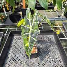 Load image into Gallery viewer, Alocasia Sanderiana Bull Aurea Variegated exact plant, Fedex 2day*
