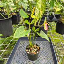 Load image into Gallery viewer, Anthurium Peppermint Splash, Shibori AFF, speckled , Exact Plant
