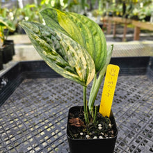 Load image into Gallery viewer, Monstera Peru &quot;Karstenianum&quot;, Exact Plant Variegated Ships Nationwide
