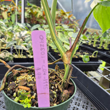 Load image into Gallery viewer, Monstera Borsigiana Albo Deliciosa Variegated exact plant, Fedex 2day*
