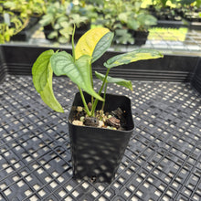 Load image into Gallery viewer, Monstera Siltepecana Aurea Variegated exact plant, Fedex 2day*
