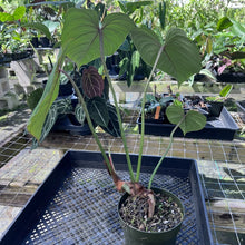 Load image into Gallery viewer, Philodendron Gloriosum, Pink Veined Back, Exact Plant Medium
