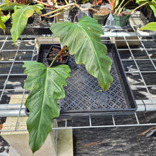 Load image into Gallery viewer, Philodendron Corsinianum, Exact Plant Ships Nationwide
