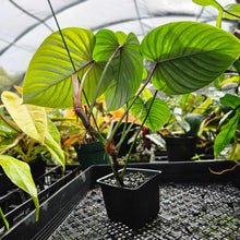 Load image into Gallery viewer, Philodendron Sodiroi True Form, Exact Plant
