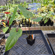 Load image into Gallery viewer, Anthurium Cupulispathum X Pedatum , Exact Plant Ships Nationwide
