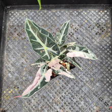 Load image into Gallery viewer, Alocasia 'Bambino Arrow' pink, Exact Plant Ships Nationwide
