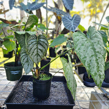 Load image into Gallery viewer, Philodendron Brandtianum, Exact Plant Mature form Ships Nationwide
