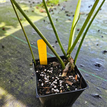 Load image into Gallery viewer, Philodendron Longilobatum Lelano Miyano, Exact Plant Ships Nationwide
