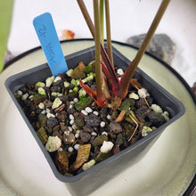 Load image into Gallery viewer, Anthurium Crystallinum, Exact Plant two tops
